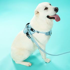 Dog Leash and Harness PJ-065 Green XL, PuppyJoy